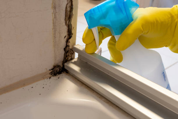 Best DIY Mold Remediation Support Services in Carl Junction, MO