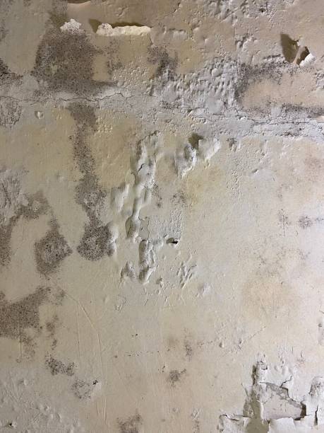 Best White Mold Remediation in Carl Junction, MO