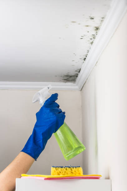 Best White Mold Remediation in Carl Junction, MO